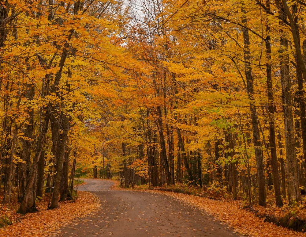brown pathway between green and brown trees during daytime